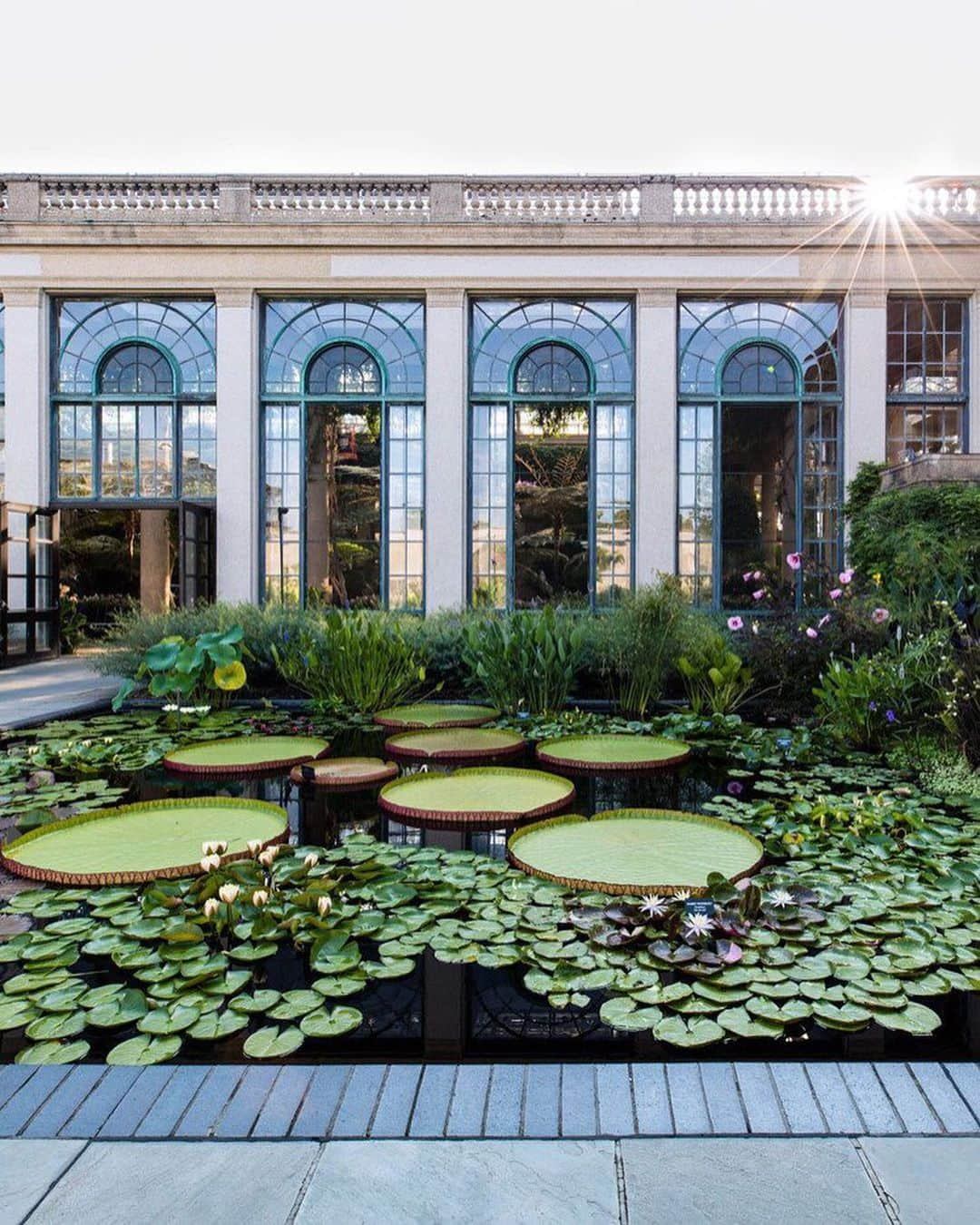 マーサ・スチュワートさんのインスタグラム写真 - (マーサ・スチュワートInstagram)「At @longwoodgardens, photos of the landscape’s stunning greenery and flowers often look like paintings come to life. Their own hybrid version of a giant water platter, Victoria 'Longwood Hybrid', unfurls its round leaves at a rate of six to seven inches per day, eventually reaching five feet in diameter; its flowers last only two days, opening up creamy white on the first night and pink on the second. Learn more about the history of Longwood’s 40 distinct gardens and the property’s beautiful natural features by picking up a copy of our July/August issue or by visiting the link in bio. 👆🏼📷: @clairetakacs | ✍🏼: @lkfunderburg」7月16日 3時01分 - marthastewart