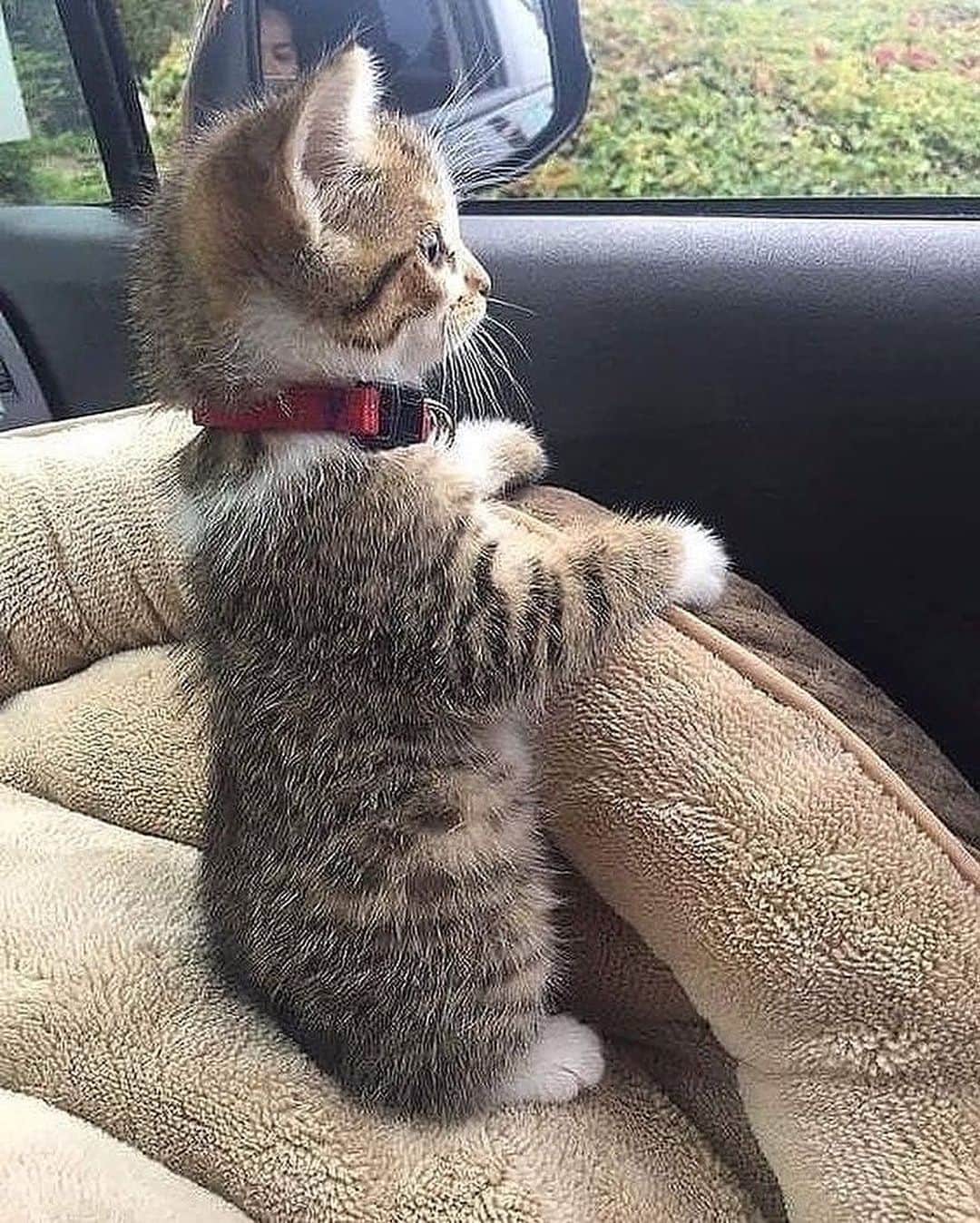 Cute Pets Dogs Catsさんのインスタグラム写真 - (Cute Pets Dogs CatsInstagram)「Road trip yes! 😄😺 📩 Submit your cat’s photo to our contest email to be featured! ❤️ . . . Notification ON 💙 #kittens_of_world and follow us to be featured 😸 ⠀⠀⠀⠀⠀⠀⠀⠀⠀ #chat #neko #gato #gatto #meow #kawaii #nature #pet #animal #instacat #instapet #mycat #catlover #cats #catofinstagram #catoftheday #catlover #catsagram #catlovers #cat_features #catlady #catlife #catlove #catsgram #cutecat」7月16日 3時29分 - dailycatclub