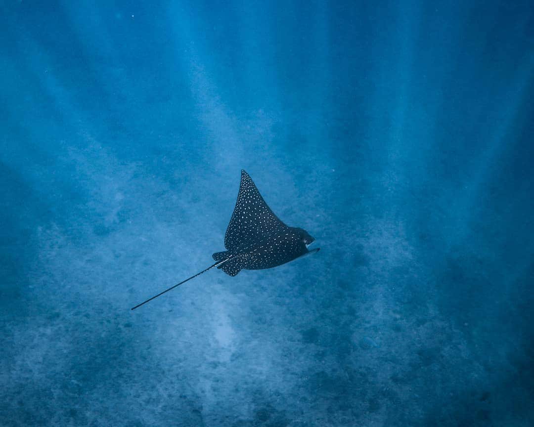 And Youさんのインスタグラム写真 - (And YouInstagram)「The large rostrum, or "nose," of an eagle ray creates an increased surface area full of electrosensory pores that help them detect prey hidden beneath the seafloor. . . . . . . . . . . . . . . . #hawaiivacation #hawaii #oahu #oahutours #dolphintours #hawaiistagram #unrealhawaii #hawaiiholiday」7月16日 4時33分 - dolphinsandyou