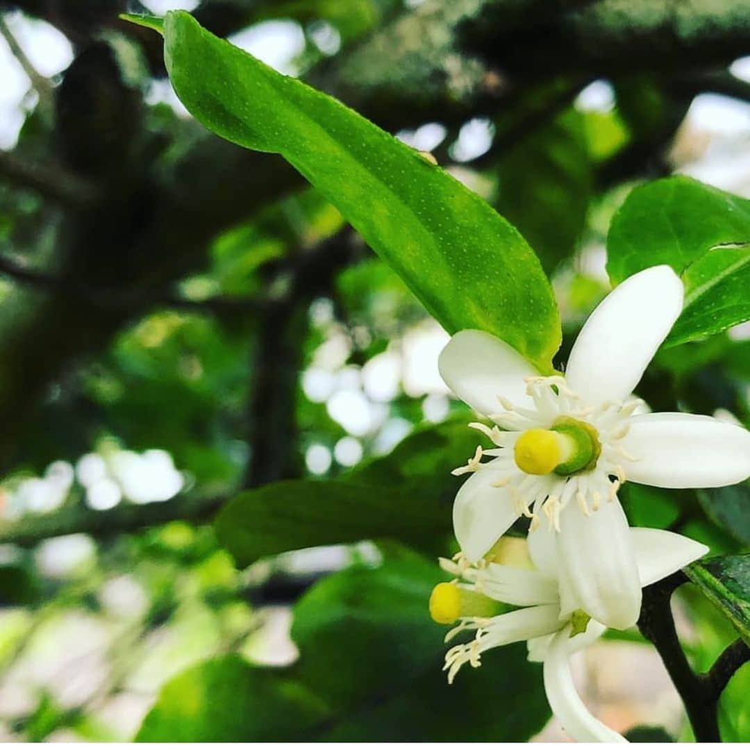 Lanikai Bath and Bodyさんのインスタグラム写真 - (Lanikai Bath and BodyInstagram)「Lime verbena plant in bloom 🌱 🌼 #lanikaibeach #lanikaibathandbody #hawaiianflowers #luckyweliveHI #lanikaibathandbodyjapan #kailua #kailuatownhi #lanikai」7月16日 4時33分 - lanikaibathandbody