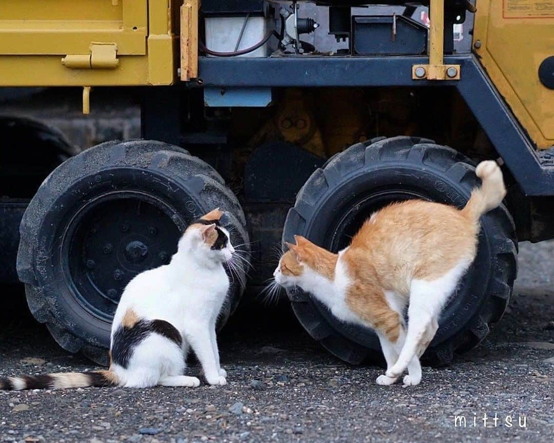 NEKOくらぶさんのインスタグラム写真 - (NEKOくらぶInstagram)「|| 「ヒャッホーウ」「……」⠀ @mittsu54 さんの作品ですにゃ（＝ΦωΦ＝）⠀ *⠀ いいね！＆コメント大歓迎！！⠀ *⠀ #nekoclub #NEKOくらぶ #Japan #Photo #写真 #日本 #cat #ネコ #ねこ #猫 ⠀ Follow: @nekoclub_jpn⠀ *⠀ ▼【廣済堂出版共同企画】NEKOくらぶの皆さまとつくる「NEKOくらぶ写真集」、発売中♪（＝ΦωΦ＝）⠀ ※詳細は本アカウント「 @nekoclub_jpn 」のプロフィールに固定しているハイライトから」7月16日 16時00分 - nekoclub_jpn