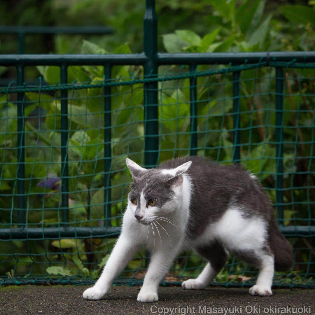 Masayukiさんのインスタグラム写真 - (MasayukiInstagram)「ちょとこわい。  #cat #ねこ」7月16日 15時55分 - okirakuoki