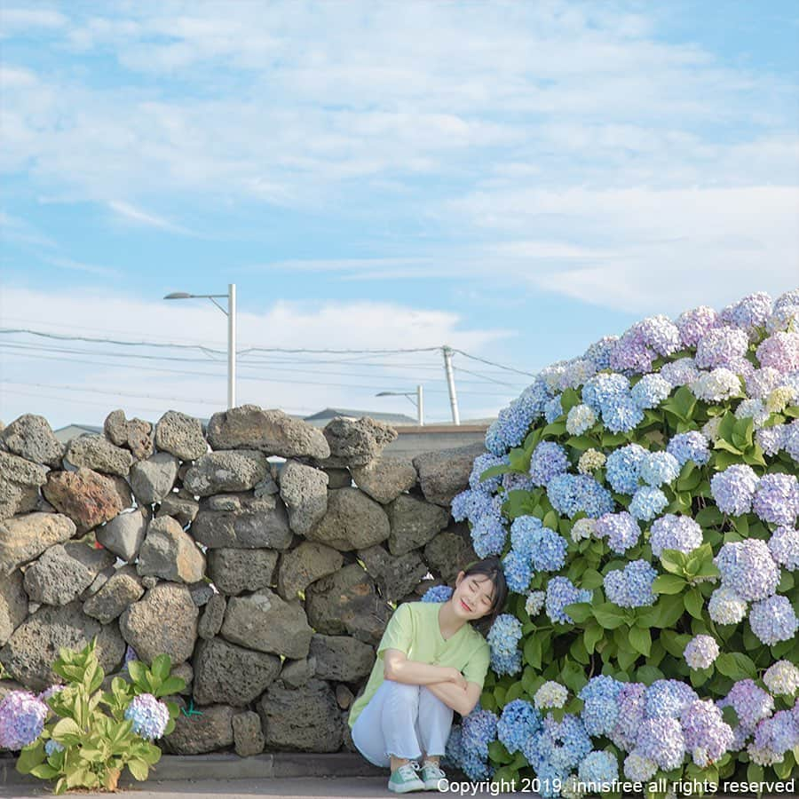 innisfree official (이니스프리) さんのインスタグラム写真 - (innisfree official (이니스프리) Instagram)「Blue skies, Jeju stone walls, and hydrangeas of summer. ⠀ 파란 하늘. 제주돌담. 그리고 여름날의 수국 ꈍ .̮ꈍ」7月16日 15時00分 - innisfreeofficial