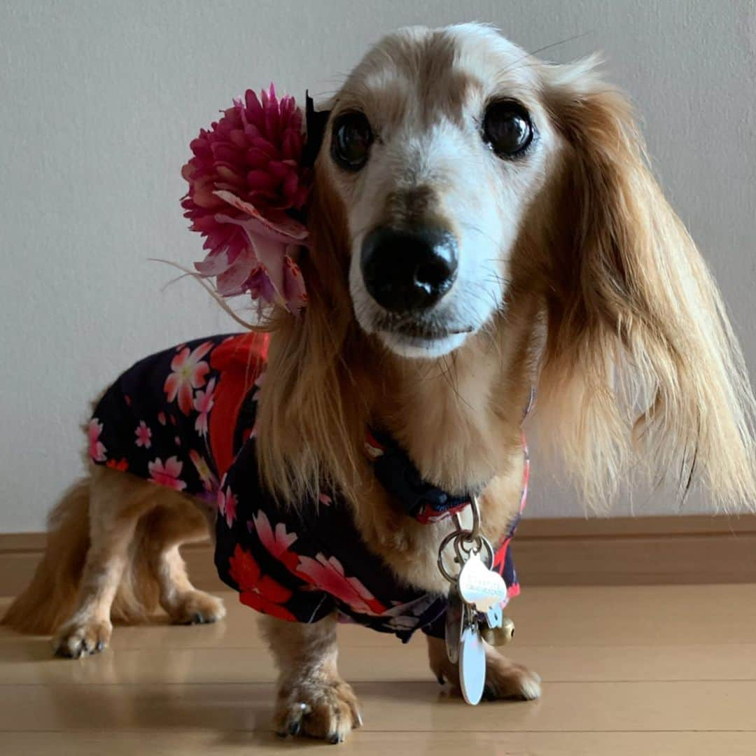 向日葵?さんのインスタグラム写真 - (向日葵?Instagram)「20日足立の花火大会🎆 梅雨明けは来週以降みたいだし お天気大丈夫かな~😅 盆踊りもあっちこっちで始まったよ🎵 そろそろ太陽見たいね~💕 ＊ ちー子 初めて女の子に😁 浴衣ありがとう😘 ＊ #犬#ダックス#ダックスフンド#ミニチュアダックス#dachs#いぬぐみ📛#pecoいぬ部#シニア犬 #よく寝るシニア犬#わんぱく部#サンデイ#todayswanko #east_dog_japan #ボンボンハイスクール#3coins #ダイソー」7月16日 15時08分 - hinata.miyuki