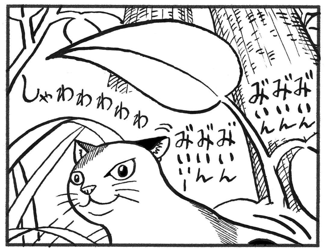 相原コージさんのインスタグラム写真 - (相原コージInstagram)「『こびとねこ』発売中です。 #こびとねこ #ねこ漫画 #ねこ#こびと #セミ #抜け殻 #小小猫 #thumbcat #cat #manga」7月16日 15時33分 - kojiaihara