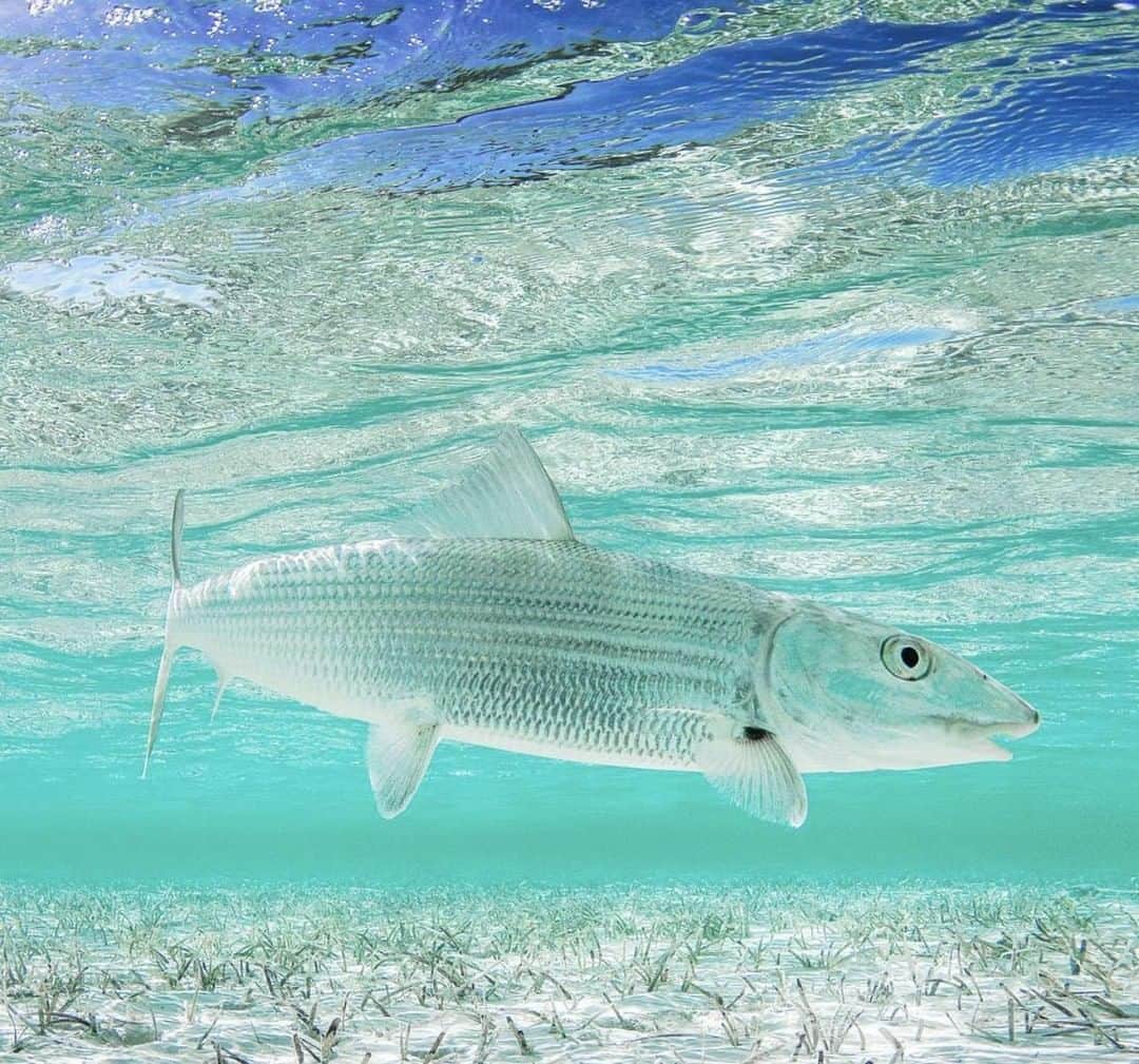 Costa Sunglassesのインスタグラム：「Shrimp fly inbound.  #SeeWhatsOutThere 📷: @sport_fish_gallery」