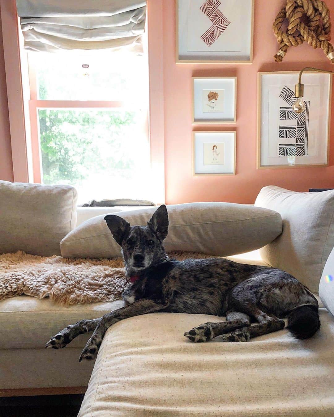 Grace Bonneyのインスタグラム：「Her ears get me every time ♥️ #home」