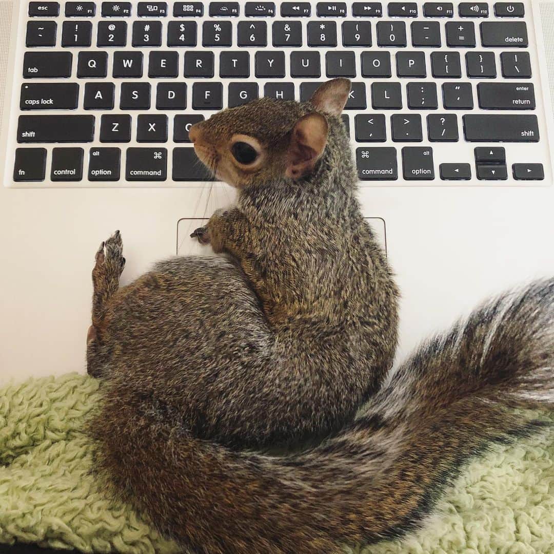 Jillさんのインスタグラム写真 - (JillInstagram)「Work break. . #petsquirrel #squirrel #squirrels #squirrellove #squirrellife #squirrelsofig #squirrelsofinstagram #easterngreysquirrel #easterngraysquirrel #ilovesquirrels #petsofinstagram #jillthesquirrel #thisgirlisasquirrel #squirreltail」7月16日 7時14分 - this_girl_is_a_squirrel