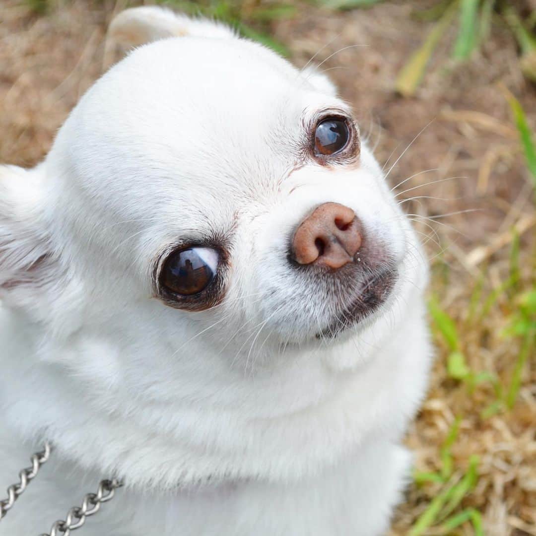 KORIKIのインスタグラム：「おはようございます♪ * #dogofsapporo #dog, #dogs, #dogstagram,#chihuahua,#犬バカ部,#チワワ,#koriki, #hanadog #白スムチ連合会, #スムチー,  #dogofthedayjp, #dogoftheday  #ilovemydog #instadog #instapet #WhiteChihuahua  #吉娃娃 #치와와  #dogsofinstagram #Chihuahualover  #チワワの輪 #barkbox #WhiteChihuahuaParty #もふもふモフモフ」