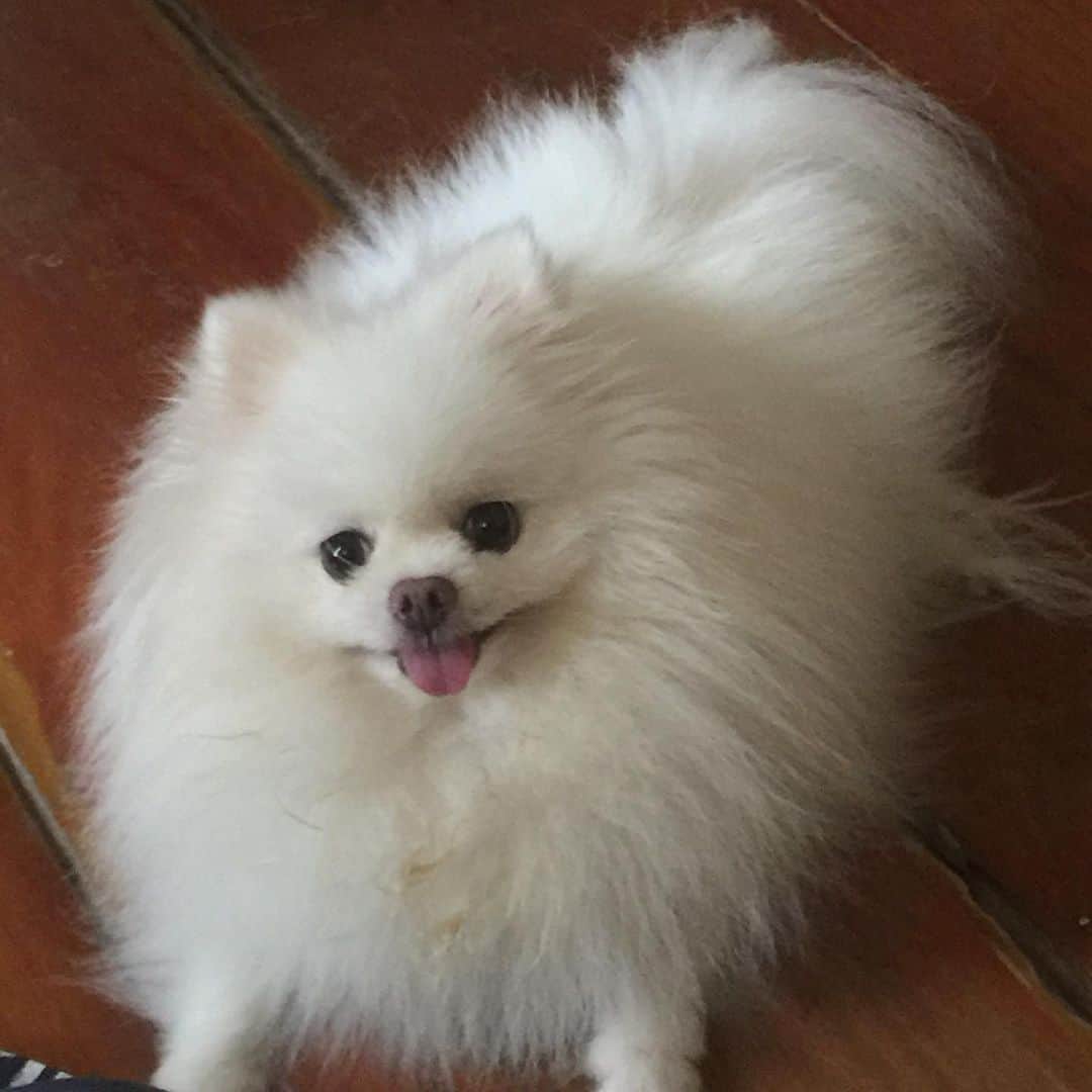JEWELのインスタグラム：「Smiling because mommy is having a banana and we are sharing it 🐶🍌 #myfavoritefruit #petstagram #petsofinstagram #puppiesofinstgram #dogstagram #dogoftheday #weeklyfluff #fluffy #whitepomeranian #instagood #instamood #buzzfeeddogs #petoftheday」