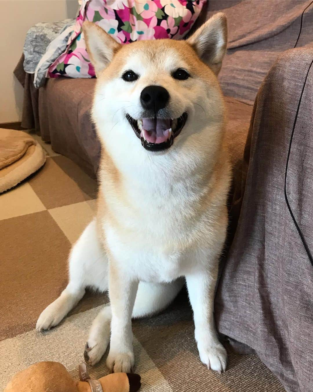 柴犬のモモさんのインスタグラム写真 - (柴犬のモモInstagram)「おはようございます。雨んぽのお決まりパターンなお写真たち。今日は #柴ドリル が上手く撮れました #いぬ #イヌ #犬 #柴犬 #赤柴 #日本犬 #犬バカ部 #ふわもこ部 #いぬら部 #癒しわんこ #柴犬マニア #犬のいる暮らし #口角キュキュッと部 #shiba #shibainu #shibadog #dogstagram #dogsofinstagram #shibastagram #shibasofinstagram #shibamania #inu #instadog #toyota_dog」7月16日 7時50分 - shi_ba_i_nu_momo