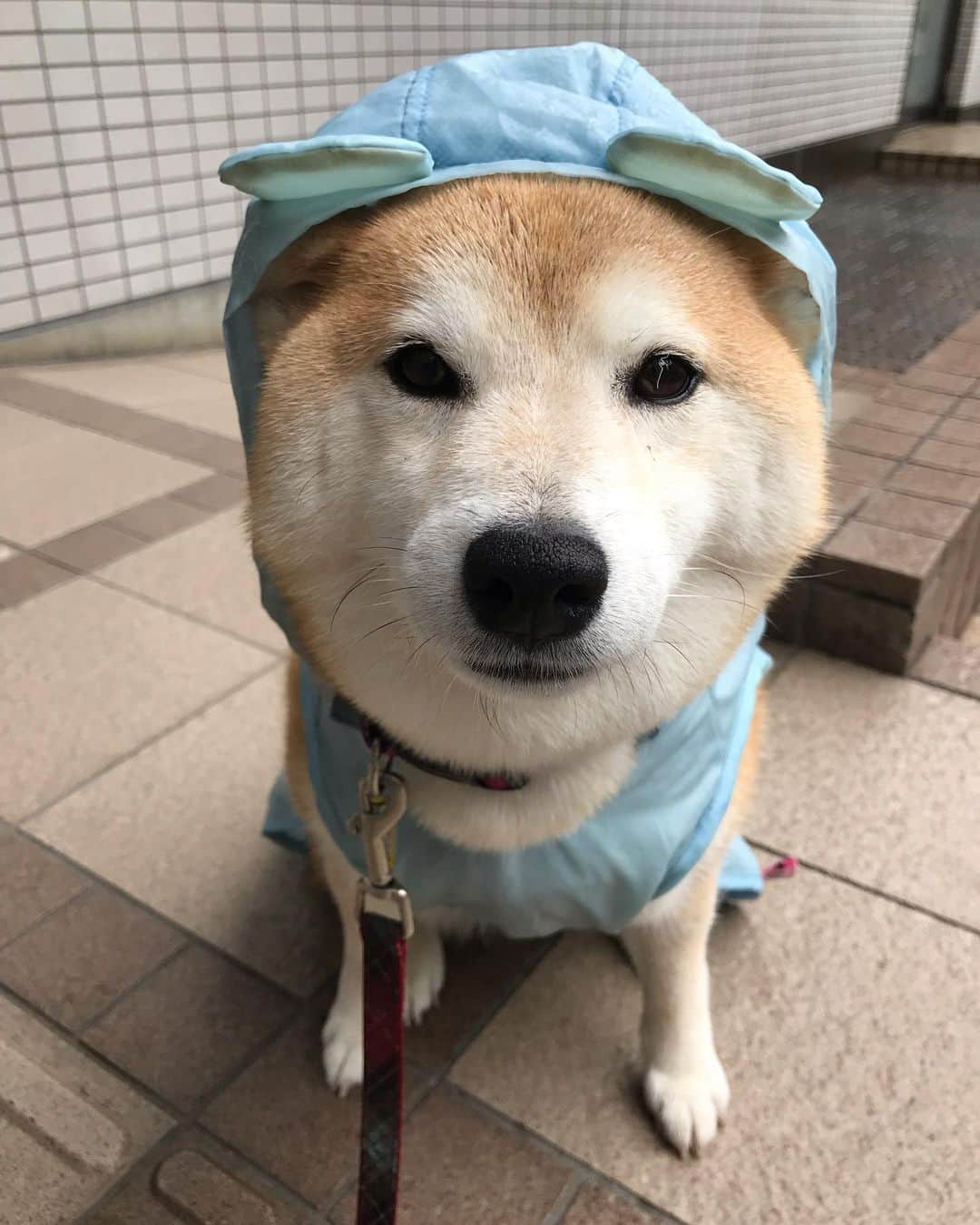 柴犬のモモさんのインスタグラム写真 - (柴犬のモモInstagram)「おはようございます。雨んぽのお決まりパターンなお写真たち。今日は #柴ドリル が上手く撮れました #いぬ #イヌ #犬 #柴犬 #赤柴 #日本犬 #犬バカ部 #ふわもこ部 #いぬら部 #癒しわんこ #柴犬マニア #犬のいる暮らし #口角キュキュッと部 #shiba #shibainu #shibadog #dogstagram #dogsofinstagram #shibastagram #shibasofinstagram #shibamania #inu #instadog #toyota_dog」7月16日 7時50分 - shi_ba_i_nu_momo