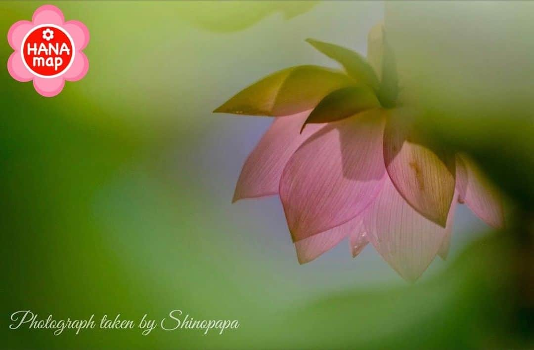 はなまっぷ❁日本の花風景さんのインスタグラム写真 - (はなまっぷ❁日本の花風景Instagram)「🌸はなまっぷ🌸 * @shinopapa527 さんの  花のある風景に花まるを💮 * 水に映る姿まで神聖な美しい蓮のリフレクションをありがとうございます😊🌸 * 埼玉  #古代蓮の里 Village of ancient lotus, Saitama Pref. * 🌼ハスの花言葉📝🌼 清らかな心、神聖 * 見頃を過ぎている場所もご紹介しています。お出かけの際はHP等で最新の情報をご確認くださいね🙏🌸 * 🌸•••🌸•••🌸•••🌸•••🌸•••🌸 * いつも素敵なお花をありがとうございます😊 日本の花のある風景にタグ付けしてください🌸 お花があれば何でもOKです💓 * #はなまっぷ * #日本の美しい花風景#花のある風景#花#花言葉#花畑#風景#蓮#ハス#リフレクション」7月16日 8時18分 - hanamap