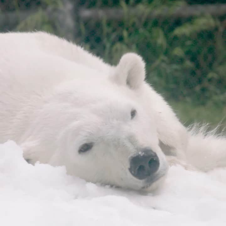 San Diego Zooのインスタグラム