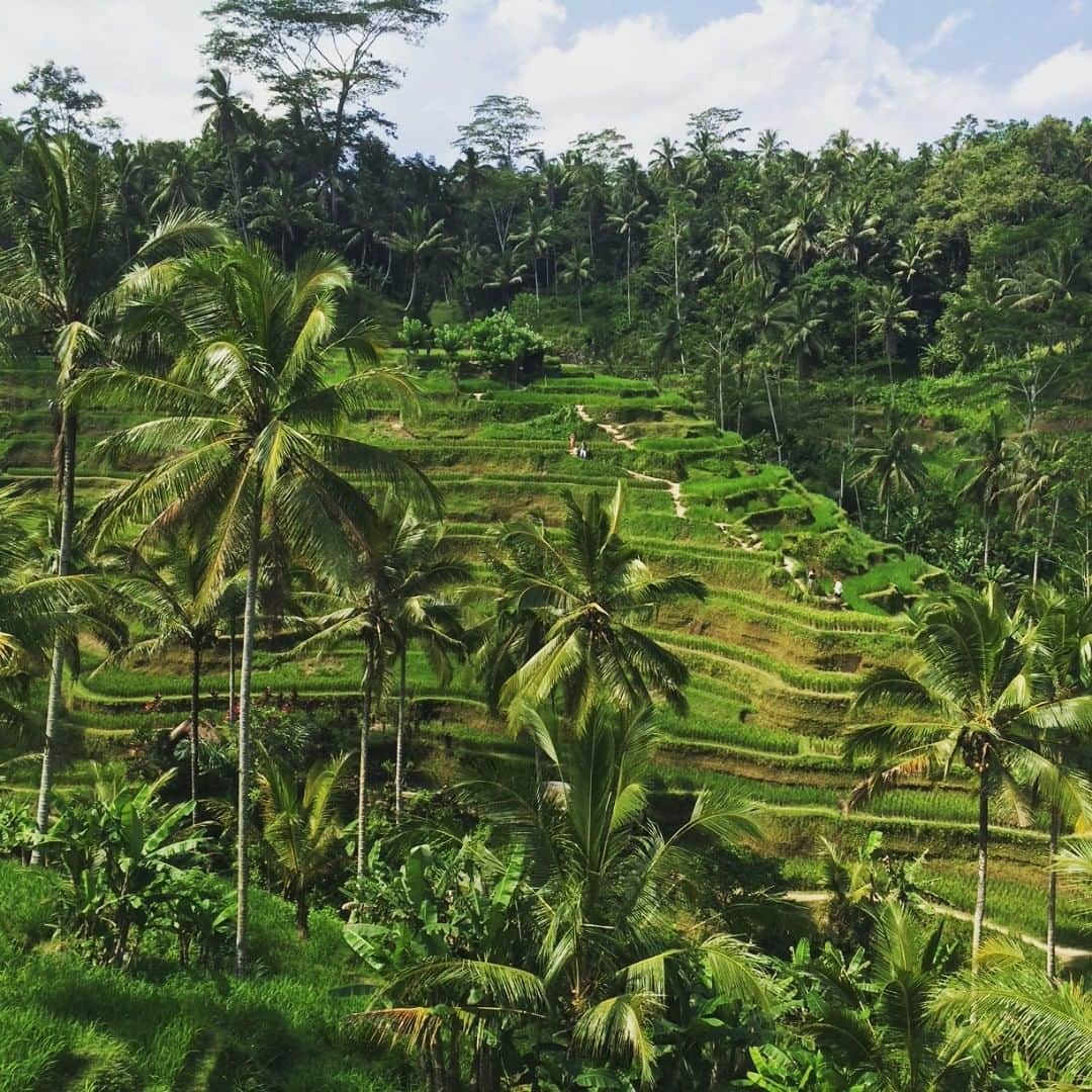 ネット専用海外旅行保険たびほのインスタグラム