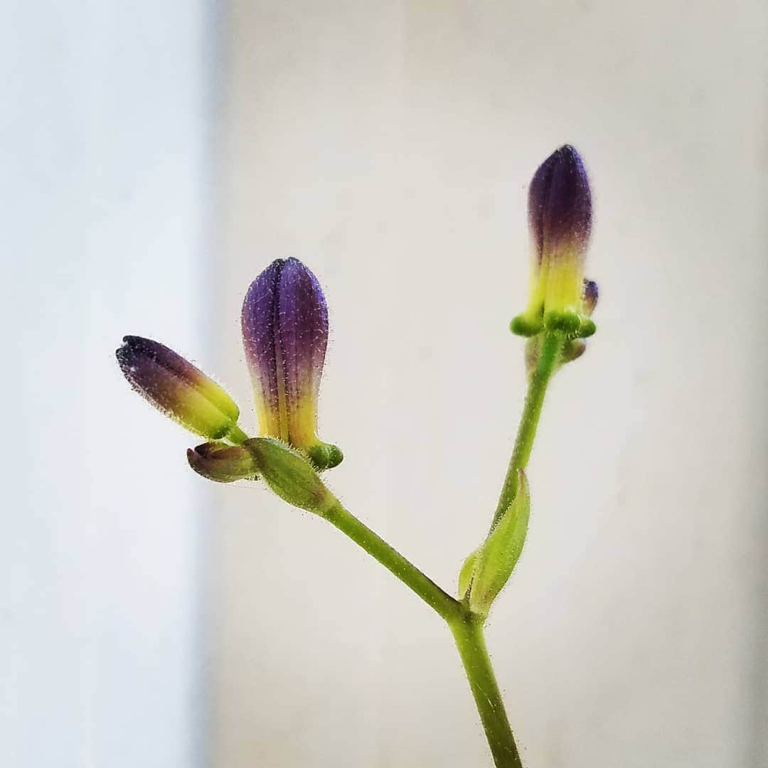 のインスタグラム：「FIRST TOAD LILY BLOOMS OF 2019  #GASOLINEGARDEN #ILOVEGARDENS #GARDENSRULE #GARDENCHURCH #GARDENPARTY #GARDENMAGIC #AVANTGARDEN #GARDENS #GARDENGANGSTER #garden #gardenlife #GARDENER #gardentime #GARDENING #VEGETABLEGARDEN #FLOWERS #FLOWERPOWER #plants #CACTUS #SUCCULENTS  #AYEARINFLOWERS  #TOADLILY  #shadowhills  @gasolineglamour  #GASOLINEGLAMOUR  #THANKYOU #BLUESTONEPERENNIALS  Tricyrtis hirta, the toad lily, or hairy toad lily, is a Japanese species of hardy perennial plants in the lily family. Tricyrtis hirta is found growing on shaded rocky cliffs and stream banks in central and southern Japan. Leaves are large and wide, clasping around the stem.」