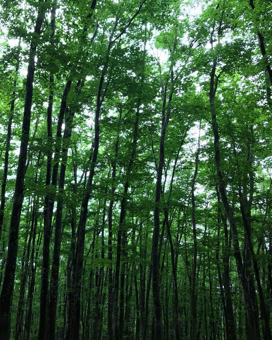 早坂香須子さんのインスタグラム写真 - (早坂香須子Instagram)「ブナの森。  鳥たちが、遠くで近くでお話ししてた。  シンプルなコミュニケーションっていいなぁ。」7月16日 9時43分 - kazukovalentine