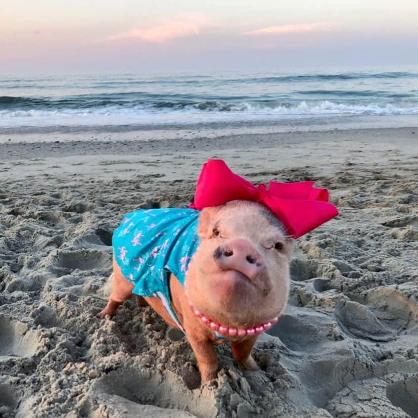 Priscilla and Poppletonさんのインスタグラム写真 - (Priscilla and PoppletonInstagram)「Girls just wanna have sun!🐷☀️Another pigtastic day galmping at the beach!🐷🏖 .  Loved matching Pop in my flamingo dress from @theworthydog). #emeraldisle #beachbabe #happyplace #PrissyandPop」7月16日 9時47分 - prissy_pig