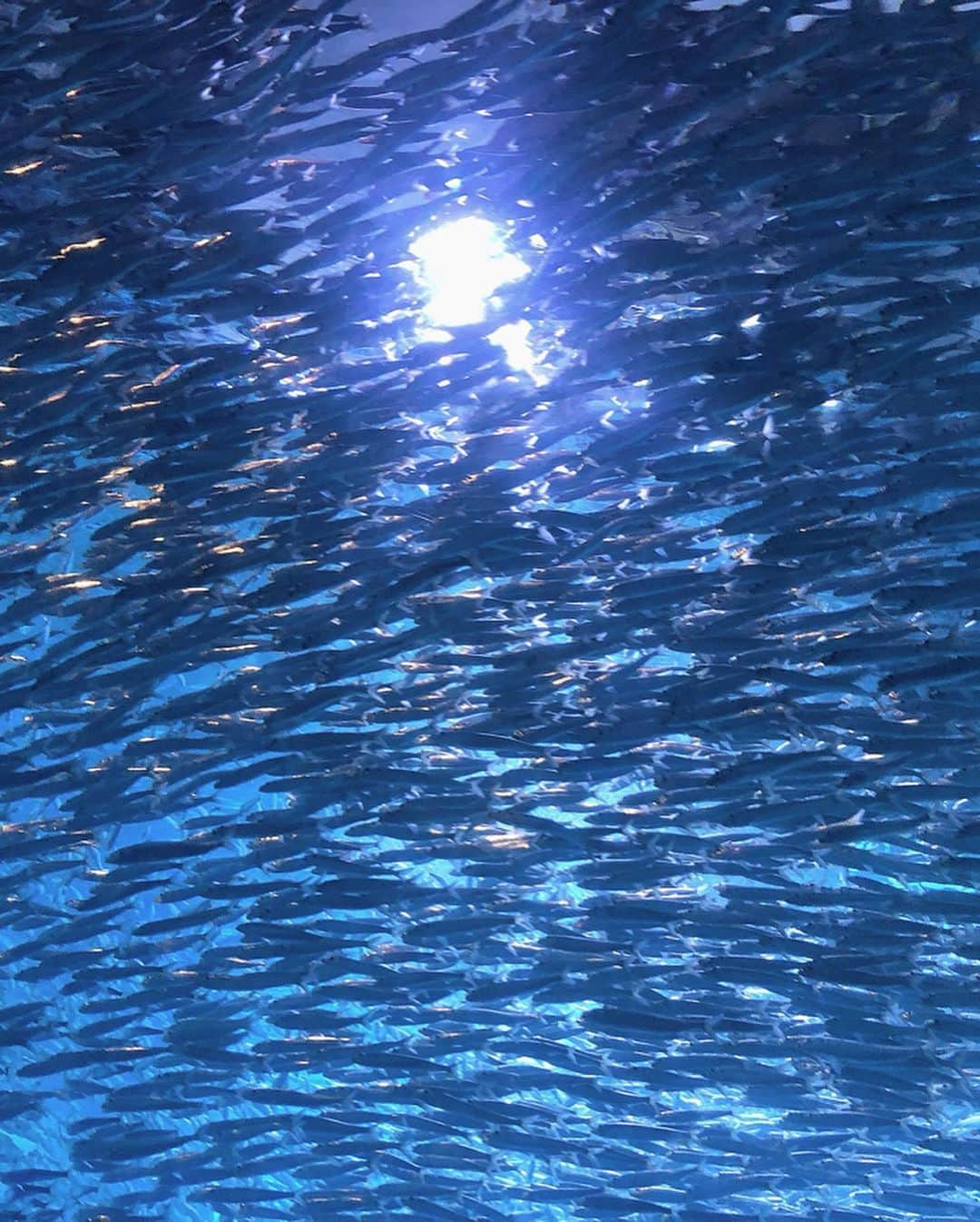 大槻有沙さんのインスタグラム写真 - (大槻有沙Instagram)「初✨八景島シーパラダイス🐠！ シロイルカのショー可愛かった💓 雨の日の水族館は激混み🤦🏻‍♀️💦 1番の思い出はブルーフォール（笑） 高層ビル35階からの垂直落下はかなりの緊張ものでした🤣 絶叫最高！ ・ #静岡  #SBSテレビ #SBSラジオ #静岡放送 #鉄崎幹人のWASABI #WASABI #アナウンサー #大槻有沙 #横浜 #八景島シーパラダイス #初 #ブルーフォール #やばいスリル #シロイルカ #follow #followme」7月16日 9時49分 - arisa_otsuki