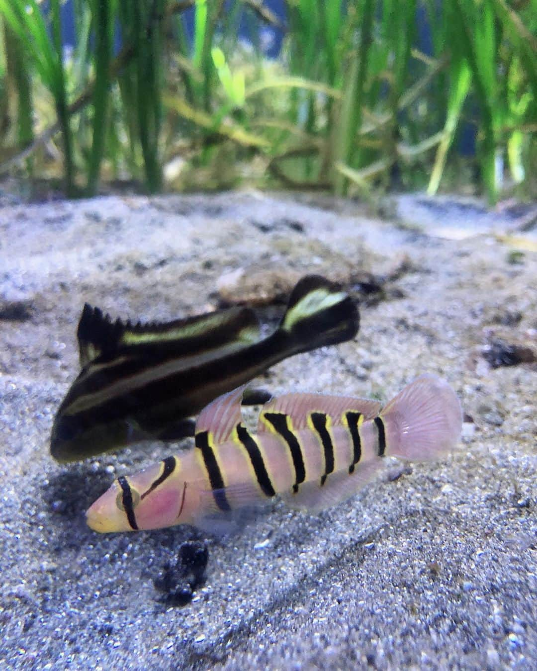 大槻有沙さんのインスタグラム写真 - (大槻有沙Instagram)「初✨八景島シーパラダイス🐠！ シロイルカのショー可愛かった💓 雨の日の水族館は激混み🤦🏻‍♀️💦 1番の思い出はブルーフォール（笑） 高層ビル35階からの垂直落下はかなりの緊張ものでした🤣 絶叫最高！ ・ #静岡  #SBSテレビ #SBSラジオ #静岡放送 #鉄崎幹人のWASABI #WASABI #アナウンサー #大槻有沙 #横浜 #八景島シーパラダイス #初 #ブルーフォール #やばいスリル #シロイルカ #follow #followme」7月16日 9時49分 - arisa_otsuki