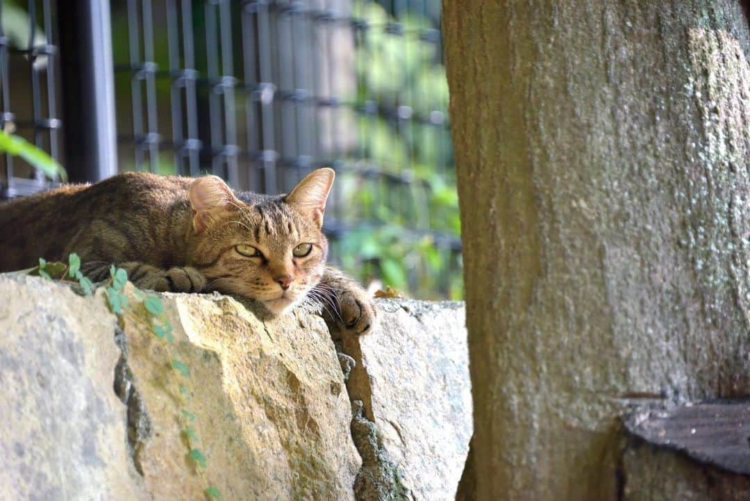 NEKOくらぶさんのインスタグラム写真 - (NEKOくらぶInstagram)「|| 涼しいとこ、知ってる。⠀ *⠀ Facebookから、まま めろんさんの作品ですにゃ（＝ΦωΦ＝）⠀ *⠀ 投稿いただいたURL⠀ https://www.facebook.com/photo.php?fbid=407000583248884⠀ *⠀ いいね！＆コメント大歓迎！！⠀ *⠀ #nekoclub #NEKOくらぶ #Japan #Photo #写真 #日本 #cat #ネコ #ねこ #猫 ⠀ Follow: @nekoclub_jpn⠀ *⠀ ▼【廣済堂出版共同企画】NEKOくらぶの皆さまとつくる「NEKOくらぶ写真集」、発売中♪（＝ΦωΦ＝）⠀ ※詳細は本アカウント「 @nekoclub_jpn 」のプロフィールに固定しているハイライトから」7月16日 10時00分 - nekoclub_jpn