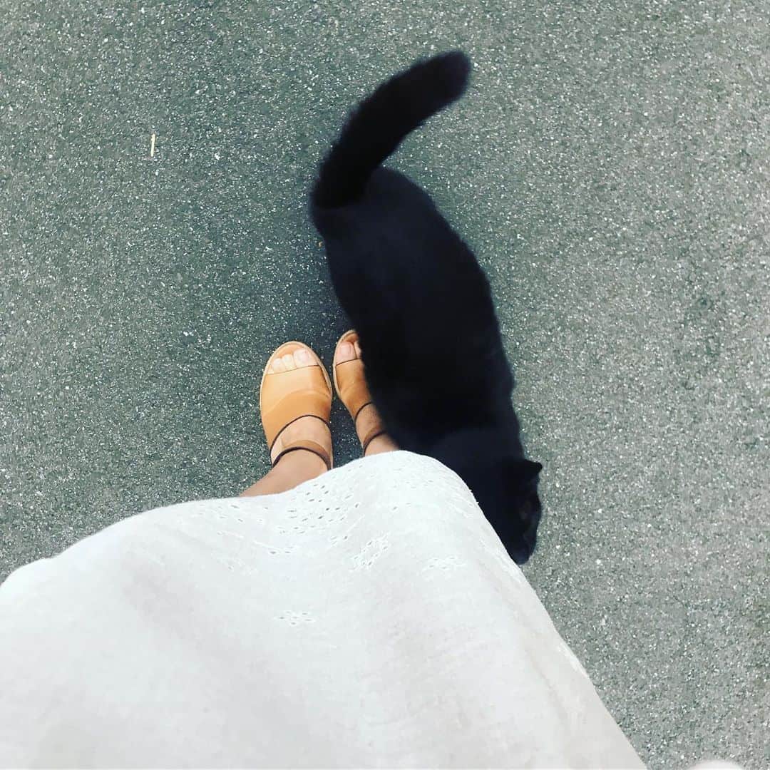 柏木美里さんのインスタグラム写真 - (柏木美里Instagram)「通りすがりの罠にハマって、危うく抜け出せなくなるところだった🙀💦 * #今日もお仕事頑張ろ #いってらっしゃい #黒猫 #飼いたい #ジジ #ねこすたぐらむ」7月16日 10時23分 - misato_kashiwagi