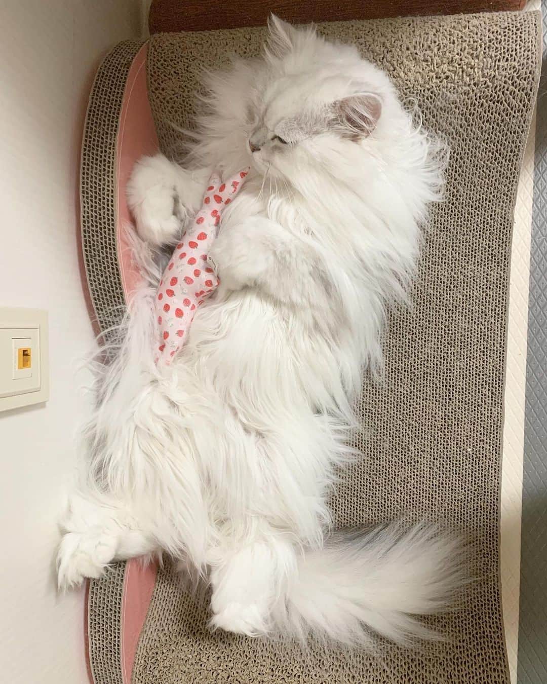 후추네큰언니のインスタグラム：「연출같지만 연출이 아닌 실제상황(?) ❤️😻❤️ 후추는 캣닢을 별로 안좋아한다고 생각했는데.. 대감쓰네 쿠션중에 온리 저거 ㅋㅋ 오로지 저거랑 마따따비? 들어간 틸다네 카파티는 이빨자국 뽕뽕 나있고 뒷발팡팡도 자주함 ㅋㅋ 취향이 있나봐여 🌚 . . . #후추  #고양이  #냥스타그램 #캣스타그램  #Hoochu #Hoochuthecat #cat #cats #catstagram #catsofinstagram #topcatphoto #bestmeow #ilovecat #cute #fluffy #petstagram #instacats」