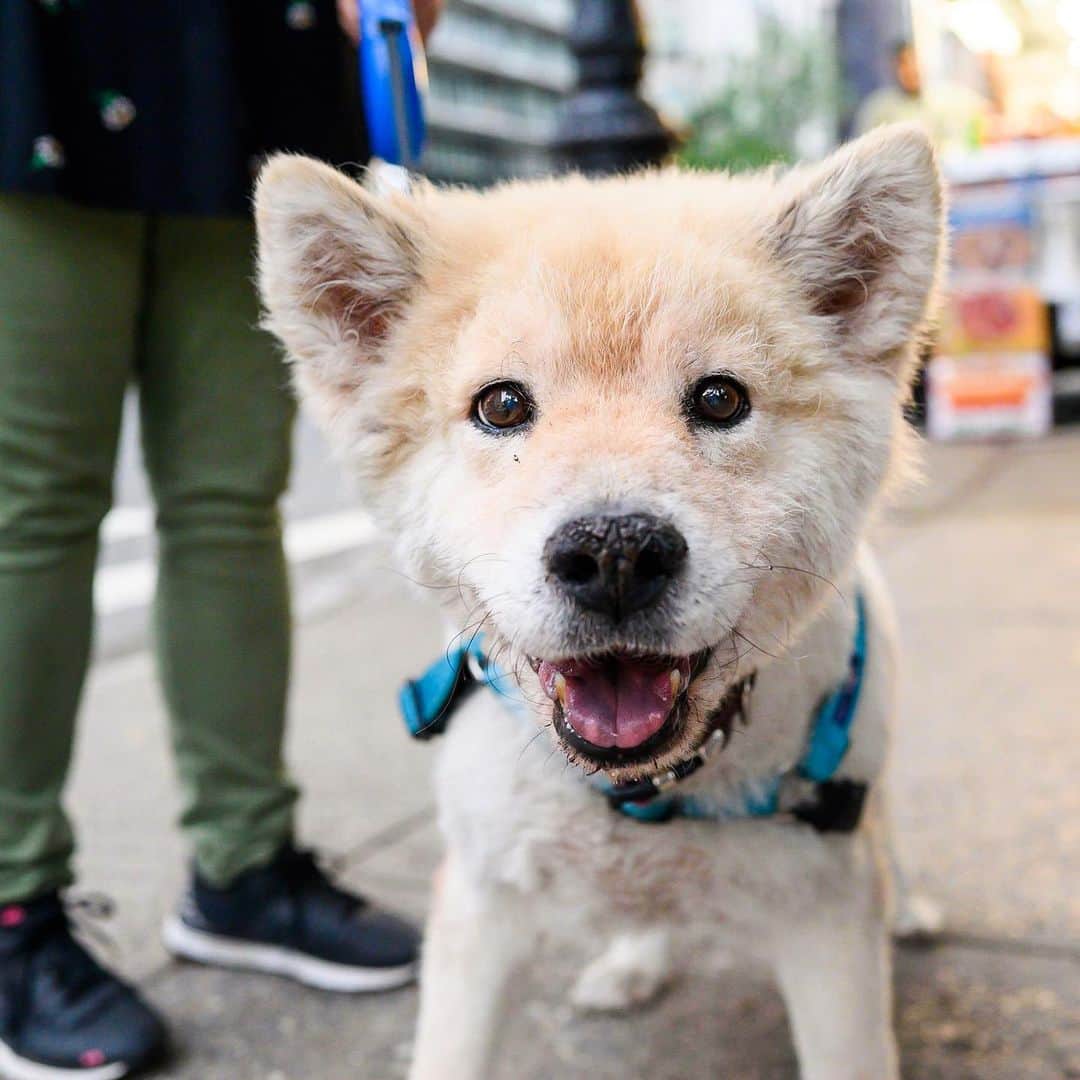 The Dogistさんのインスタグラム写真 - (The DogistInstagram)「Nikki, Husky/Chow Chow mix (14.5 y/o), 59th & 7th Ave., New York, NY • “She’s in retirement.”」7月16日 10時31分 - thedogist