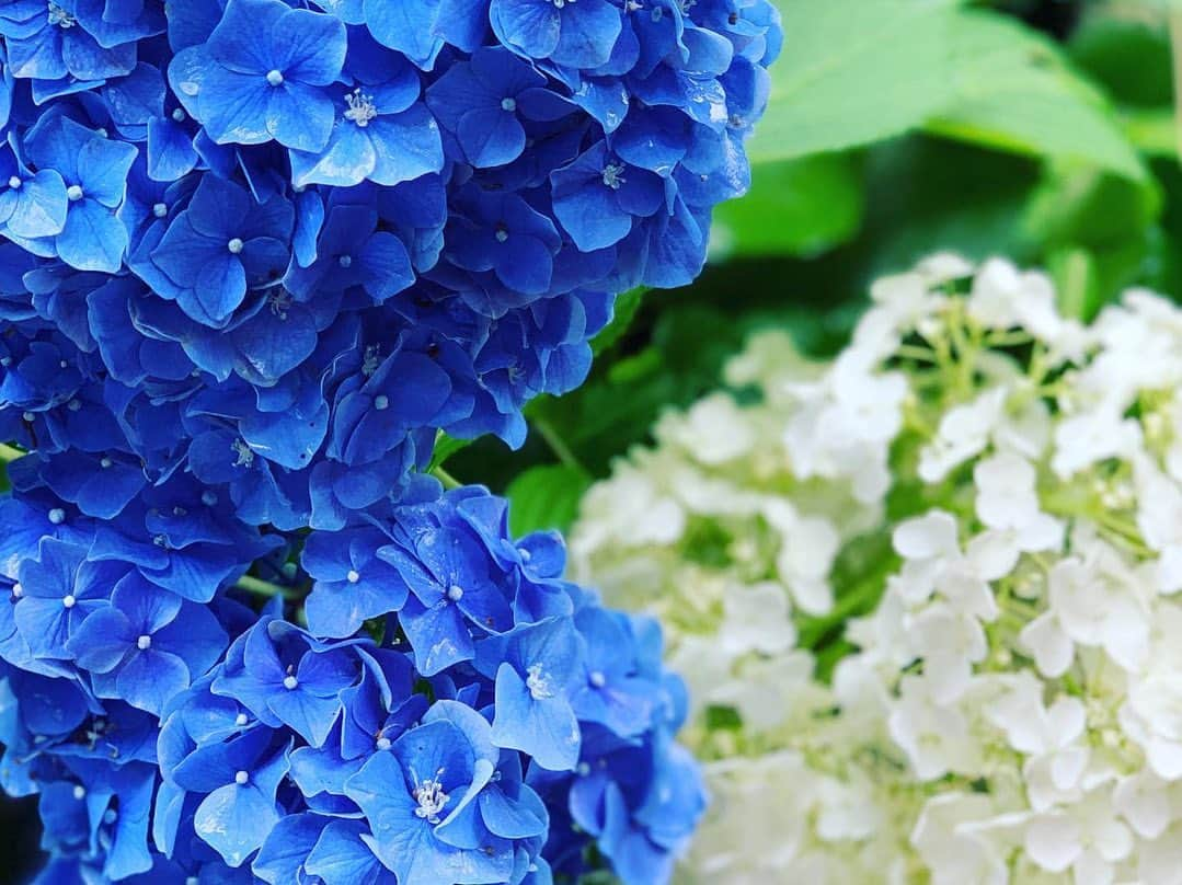 宏実さんのインスタグラム写真 - (宏実Instagram)「雨の鎌倉  #kamakura #rainykamakura #鎌倉 #紫陽花 #hydrangea #bamboos #しらす丼 #生しらす丼 #銭洗弁天宇賀福神社 #ugafukushrine #明月院 #meigetsuin #報国寺 #houkokuji」7月16日 16時08分 - hiromisrainbow