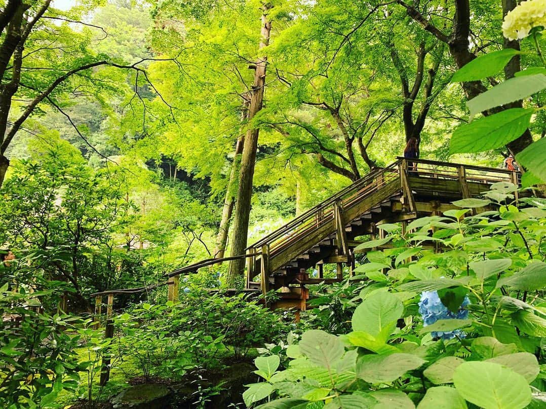 宏実のインスタグラム：「雨の鎌倉  #kamakura #rainykamakura #鎌倉 #紫陽花 #hydrangea #bamboos #しらす丼 #生しらす丼 #銭洗弁天宇賀福神社 #ugafukushrine #明月院 #meigetsuin #報国寺 #houkokuji」