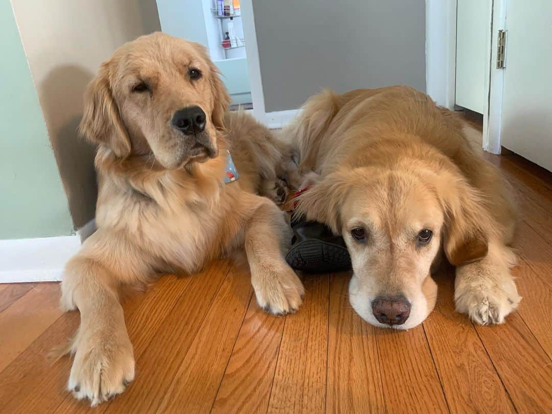 モヒートさんのインスタグラム写真 - (モヒートInstagram)「When it’s too hot to play outside... ------------------------------- #goldensofig #goldenretriever  #goldenretrieversofinstagram #betterwithpets #dogsofig  #dogsofinstagram #fluffypack #gloriousgoldens #welovegoldens #ilovemydog #goldenlife #bestwoof #ProPlanDog #ilovegolden_retrievers #mydogiscutest #retrieversgram #dogsofcle」7月16日 10時43分 - mojito_rose_family