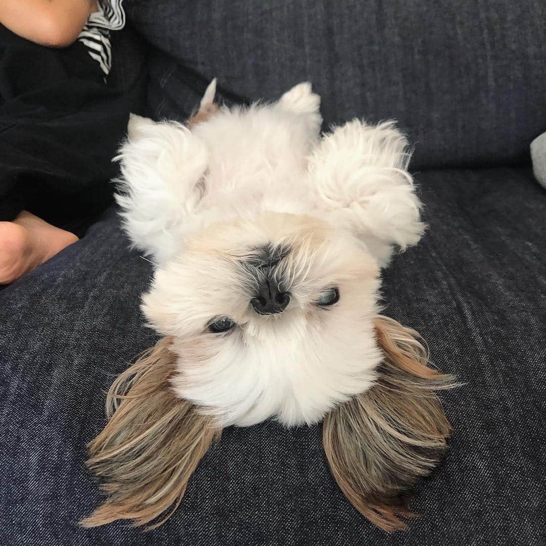 いりこのインスタグラム：「アンパンマン鑑賞中🐰」