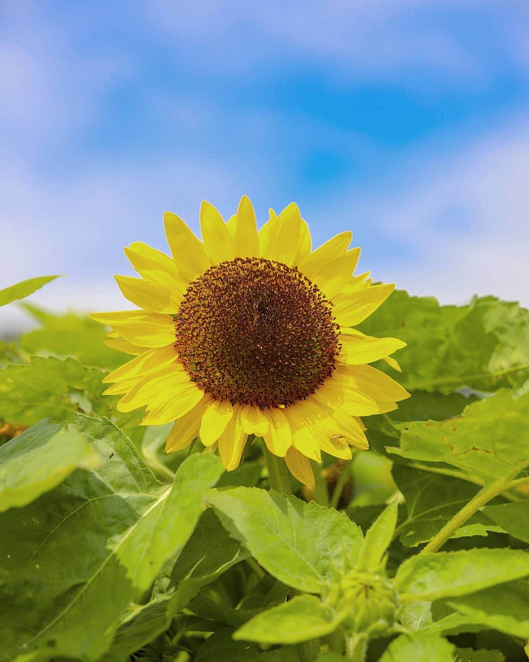 愛知県田原市さんのインスタグラム写真 - (愛知県田原市Instagram)「Found a summer flower. * みーつけ たい！ * #まだまだ遠い夏本番 #サンテパルク で#ひまわり 見つけたよ #鉢花 だけどね #満開のひまわり畑はまだ先 #今月の渥美半島の花 * 満開のひまわり畑もまた投稿するね #たはら暮らし * #渥美半島#田原市#田原#伊良湖岬#伊良湖#赤羽根#サーフィン#ヒマワリ#はなまっぷ#花部#ザ花部#tahara#irago#akabane#summer#surfing#田舎暮らし#日々の暮らし#休日の過ごし方#スローライフ#instagramjaran#igersjp」7月16日 11時14分 - tahara_kurashi