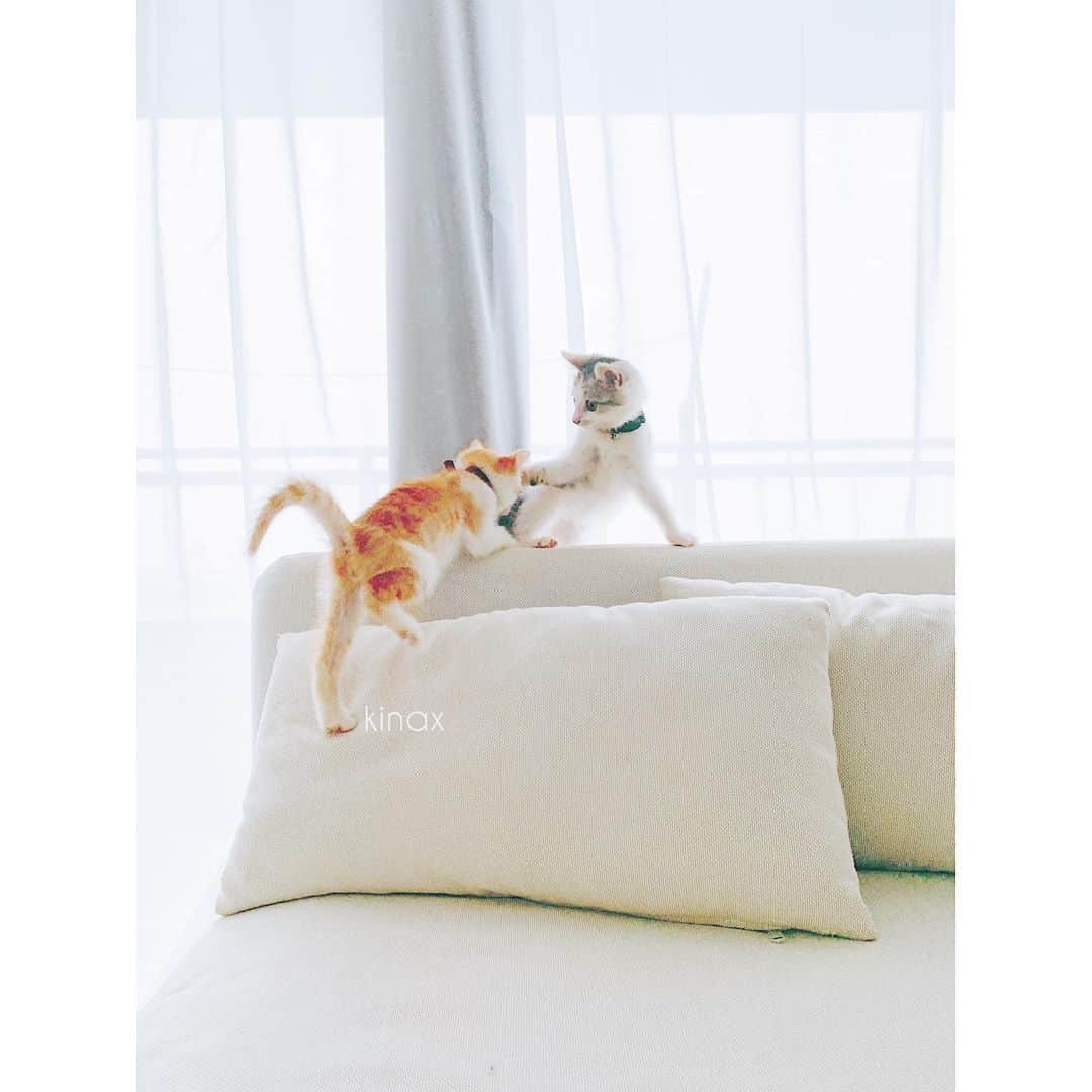 kinaxのインスタグラム：「. good afternoon(๑′ᴗ‵๑)☀in Japan, and good morning, good evening, good night for world friends! . 今日は薄曇りな朝☁️ . . 昨日はたくさんお祝いコメントありがとう(๑′ᴗ‵๑)♡ ゆっくりお返事させてくださーい📝 . . 今朝も大暴れなふたり🐈 . 食欲は2人ともあるんだけど 食べる速さが違うので 一緒の場所であげると、 ルナがソルの分まで食べてしまうから ケージの外と中で離してあげているよ🥣 . それにちゃんと量も計ってあげてるのだけど すでにルナの方が一回り大きくなってるような…(´Д` ) . なんでだろうな(´Д` ) . . そんなわけで、体格差が出てきたので じゃれ合ってるとやられ気味なソル🐈 だけど 遊び相手がいて楽しそうだよ(๑′ᴗ‵๑) . . 話は変わって 電池切れしたむちこさんを撮っていたら 撫でて撫でてーってきたわんこʕ •́؈•̀ ₎♡ . きゃわゆいねぇ♡ . . みんなも楽しい1日を♡ . #親バカ部 #犬バカ部 #猫バカ部 #いぬすたぐらむ #ねこすたぐらむ #パステル兄弟 #ソルとルナ #動きが早いからピンボケ #寝落ち 2019/07/16」