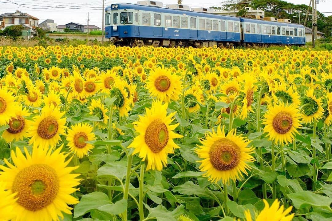 あなたのLOVE CHIBA教えてキャンペーンさんのインスタグラム写真 - (あなたのLOVE CHIBA教えてキャンペーンInstagram)「雨が続いていますが、夏らしい写真が届きました📷💖 晴れた日には、ヒマワリを見に行きたいですね🌻  銚子電鉄とひまわり畑のコラボ🌼🚞 とっても素敵な景色です✨  投稿ありがとうございます(｡_｡*)🌻 【らぶちばseason8:@sarururur さんの投稿】  #loveloveCHIBA #ちばかつ #千葉 #千葉県 #chiba　#ドライブ　#drive #ひまわり　#花 #銚子電鉄 #電車 #広がり同盟 #はなまっぷ #あんだこれ銚子 #special_spot_  #銚子電鉄とひまわり畑　#犬吠埼　#外川駅　#犬吠　#銚子　　#lovers_nippon #bestphoto_japan　　#art_of_japan_　#photo_jpn　#pt_life_#ig_phos」7月16日 11時22分 - love.love.chiba