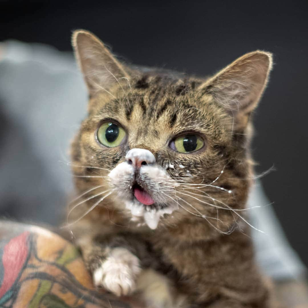 Lil BUBさんのインスタグラム写真 - (Lil BUBInstagram)「BUB "Yogurtface" Bridavsky」7月16日 11時37分 - iamlilbub