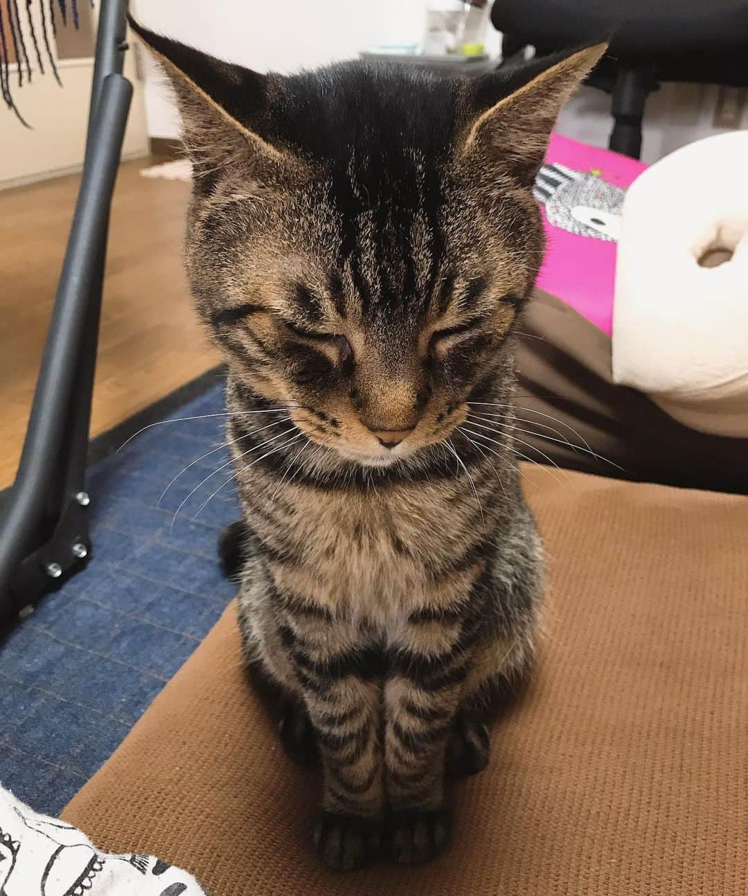 Musashiさんのインスタグラム写真 - (MusashiInstagram)「おはムサシ！ 朝ごはん待ち男。I'm hungry... #musashi #mck #cat #キジトラ #ムサシさん #musashi_the_cat #ねこすたぐらむ」7月16日 12時06分 - _daisy