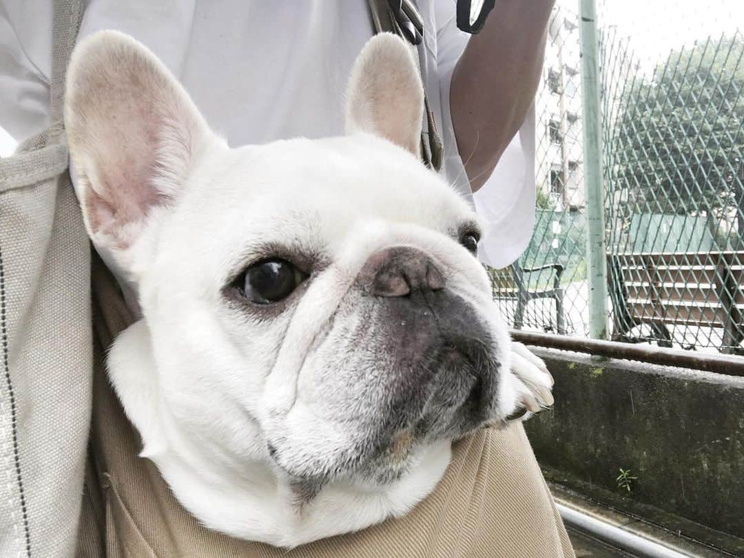 Ham-chanさんのインスタグラム写真 - (Ham-chanInstagram)「#frenchbulldog #frenchie #hamchan #hamham #フレンチブルドッグ #フレブル #はむちゃん #はむはむ #今日も雨☔️ 涼しくて楽チンでいいけど〜🐶✨」7月16日 12時09分 - hide_ham_tank