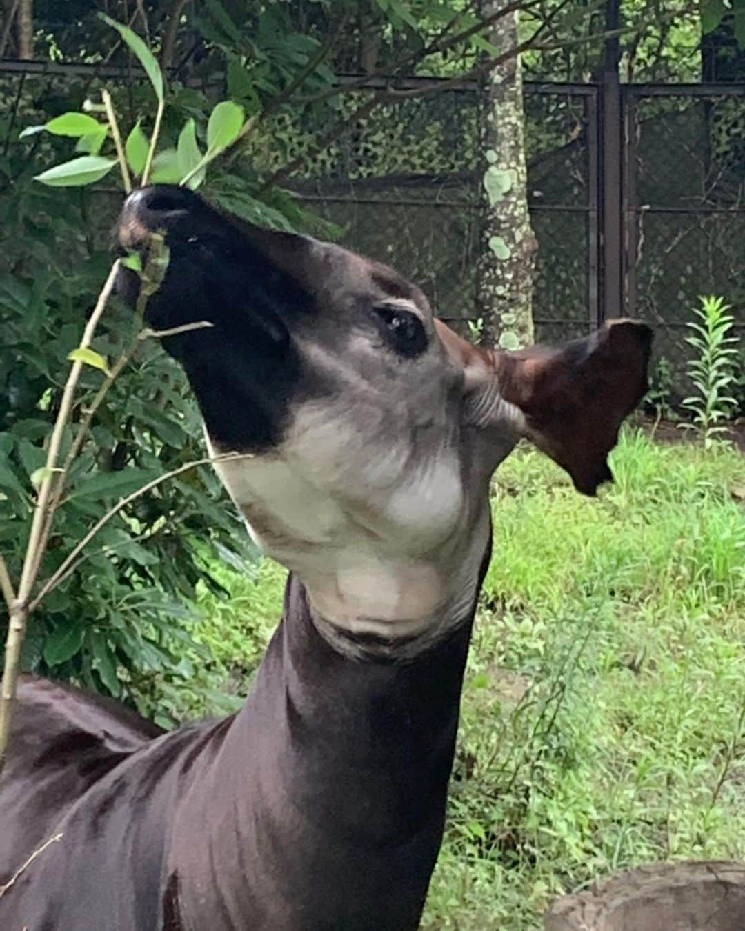 大沢樹生さんのインスタグラム写真 - (大沢樹生Instagram)「こんにちは😊 昨日は家族でよこはま動物園ズーラシアへ✨見た動物の名前を書く！書く！書く！こんな子居たよね〜😂 #大沢樹生#よこはま動物園ズーラシア#家族」7月16日 12時15分 - osawa_mikio