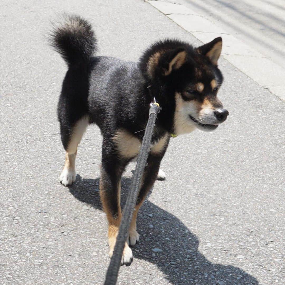 黒豆柴こむぎさんのインスタグラム写真 - (黒豆柴こむぎInstagram)「今朝もご飯残しちゃった💦ちょっと気になることがあるからって、ママちんに病院に連れて行かれたよ。とりあえず、様子見で大丈夫🙆🏻‍♀️帰りは、イヤイヤさん🤣2019.7.16  #イヤイヤさん集合 #イヤイヤさん #黒豆柴こむぎ #黒豆柴 #豆柴 #黒柴 #黑柴 #柴犬 #柴 #まめしば #しばいぬ #しば #mameshiba #kuroshiba #shibainu #shiba #shibalove #shibalovers #shibastagram #shiba_snap #shibasofinstagram #ふわもこ部 #pecoいぬ部 #いぬら部 #proudshibas #thedailyshibainu #ここ柴部 #いぬのきもち #todayswanko」7月16日 12時40分 - komugi_1207