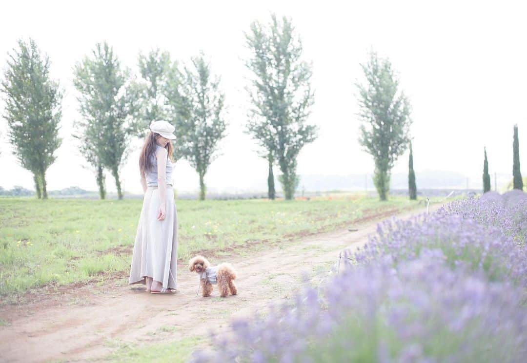 mamiのインスタグラム：「* せっかくのお休みなのに雨降り。 お出掛けしたいねぇ . . #オールドレンズ  #オールドレンズに恋をした #オールドレンズで繋がりたい #私が紡ぐ物語 #chihuahua #チワワ#poodle #toypoodle #プードル #トイプードル  #petstagram #dogsofinstagram #dogoftheday #fluffypack #dailypetstars #igersjp #_lovely_weekend #Airy_pics #whim_fluffy #tokyocameraclub #ファインダー越しのわたしの世界 #写真好きな人と繋がりたい #ラベンダー」