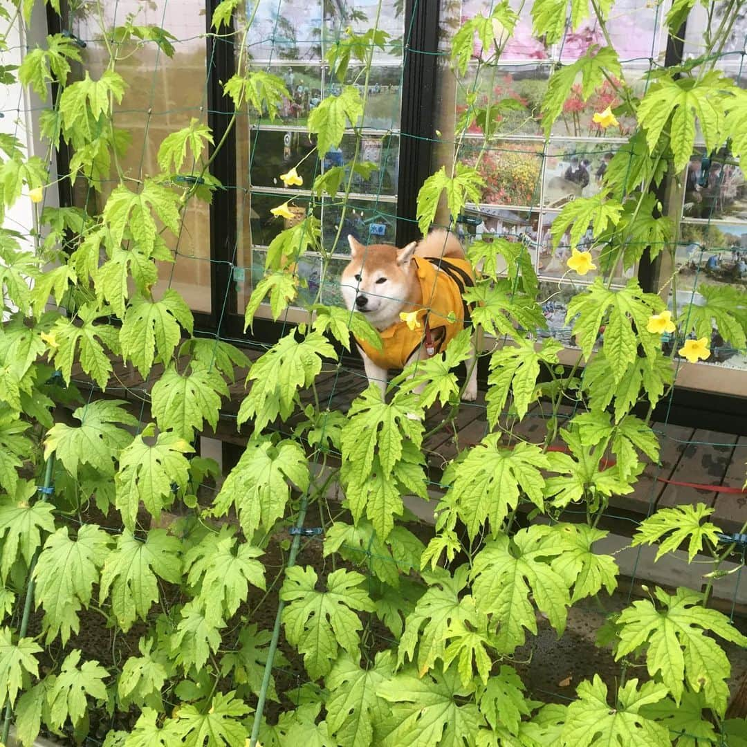 てんパパさんのインスタグラム写真 - (てんパパInstagram)「雨の朝、旅行明けでネムネムのてんちゃん、でも外に出れば元気に歩きます。 休憩場所の、公園のセンターの軒下までレッツゴー！ #朝んぽ #緑のカーテン #ブンブン部 #honeybeeraincoat #雨宿り」7月16日 13時17分 - tenchan.shiba