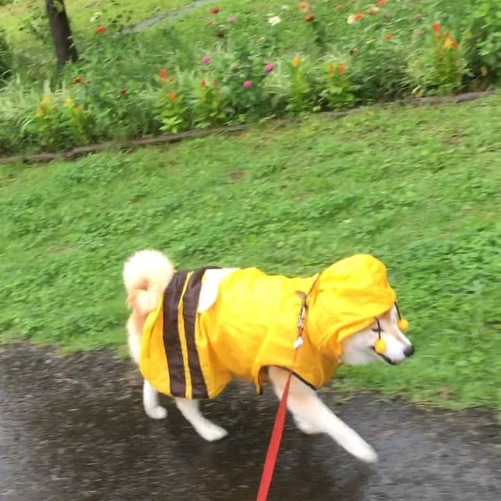 てんパパのインスタグラム