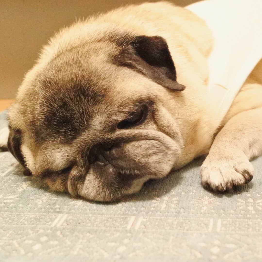 八兵衛のインスタグラム：「Hachibei 😪💭🥞 * * キッチンで張り込んで ごはん待ちしてる間に 寝ちゃったべえさん。 * * #ほぼ黒パグ #おじいちゃん犬 #パグ #pug #puggy #puglife #puglove #petstagram #pugstagram #pugsofinstagram #pugs #dog #ふわもこ部  @igersjp #IGersJP #east_dog_japan #pecoイヌ部 #八兵衛 #はちべえ #朝ワンコ夕ニャンコ」