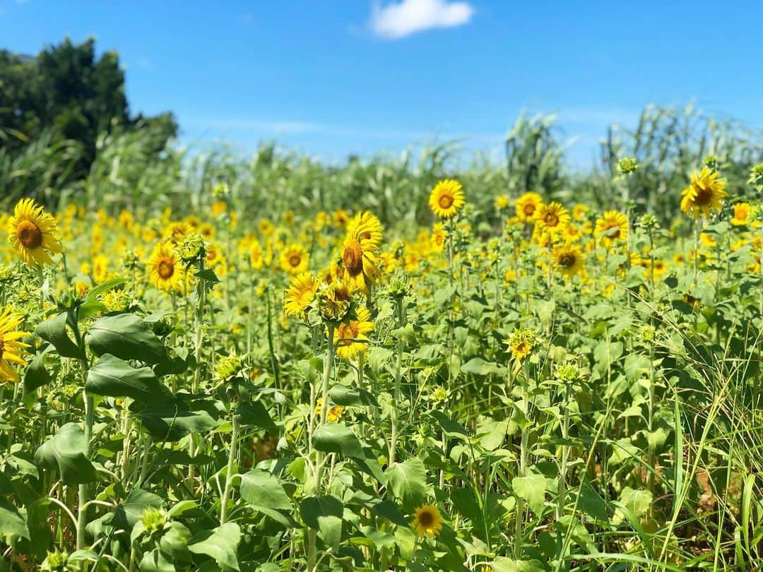 神崎恵さんのインスタグラム写真 - (神崎恵Instagram)「🌻🌻🌻🌻🌻🌻🌻🌻🌻」7月16日 14時14分 - megumi_kanzaki