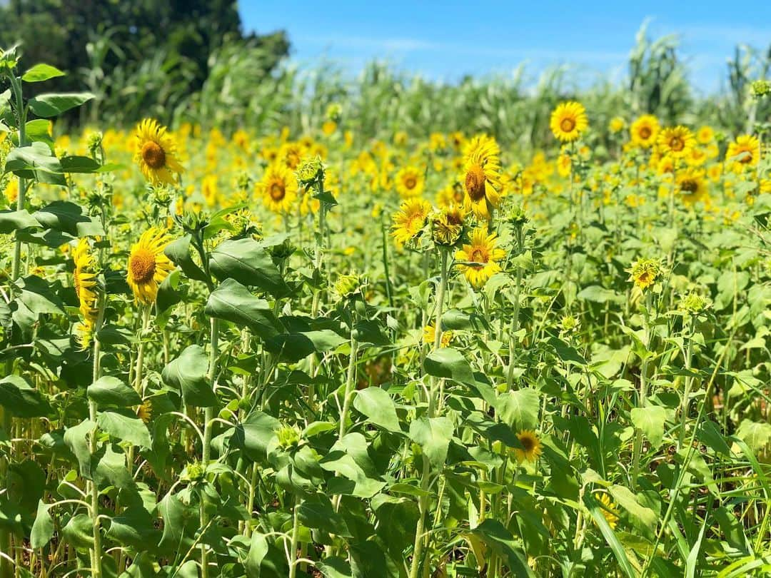 神崎恵さんのインスタグラム写真 - (神崎恵Instagram)「🌻🌻🌻🌻🌻🌻🌻🌻🌻」7月16日 14時14分 - megumi_kanzaki