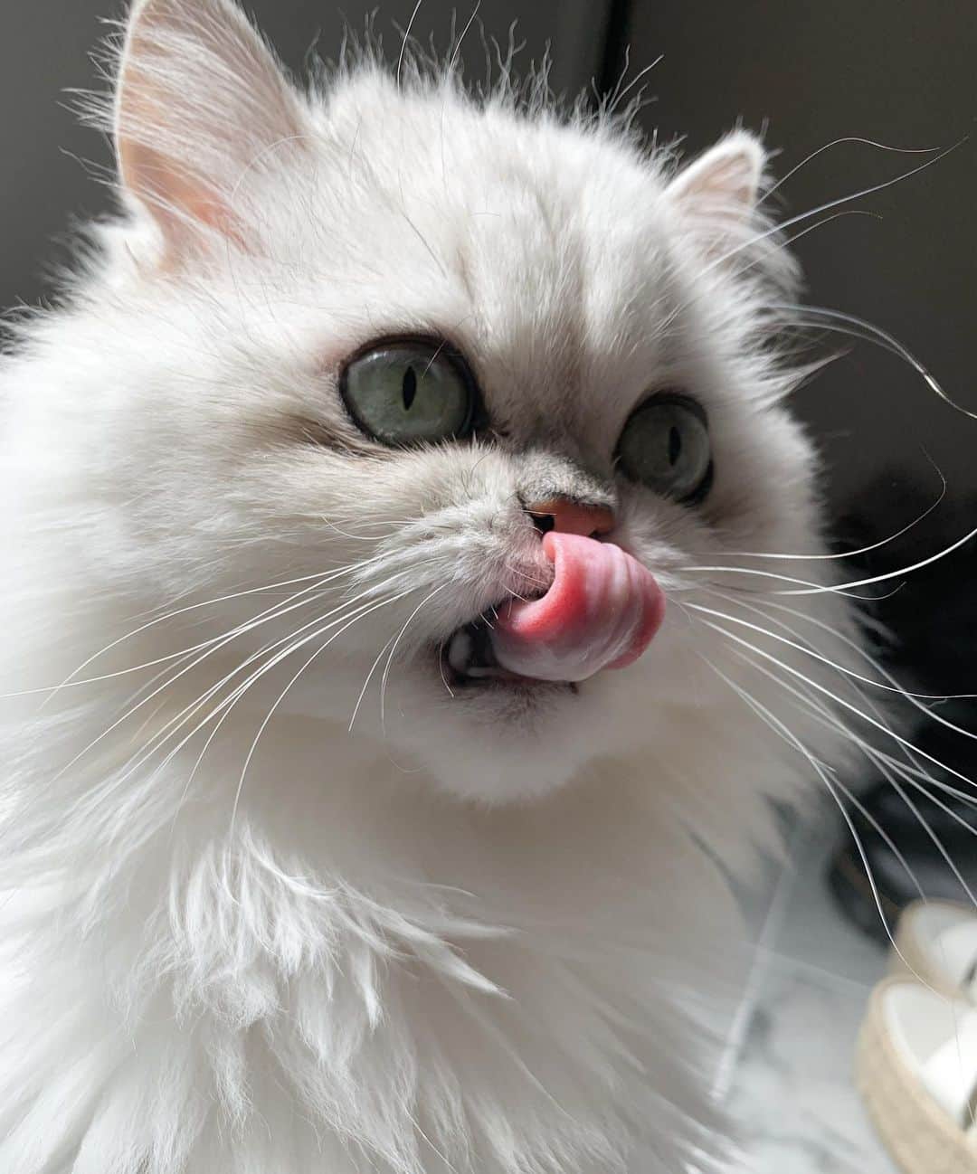 BeBeのインスタグラム：「Happy TTT👅💓#TTT #cat #meow #kitty #kittycat #catsofinstagram #kittensofinstagram #petsofinstagram #ilovecat #hubcats #photooftheday #bebe #adorable #CATLIFE #ねこ #猫 #persiancat #tacotuesday #kawaii #tacotonguetuesday」