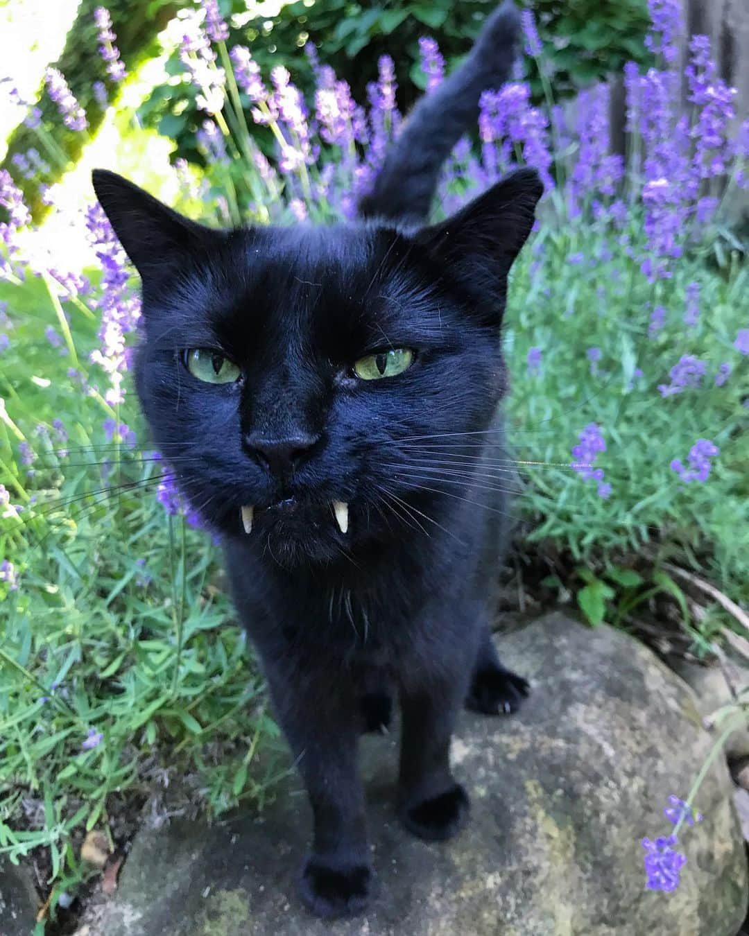 セルジオさんのインスタグラム写真 - (セルジオInstagram)「When there isn’t enough lavender on the planet to help you relax because you’re just that savage! #crankycat 👹 . . #moodycat #grumpycat #crazycat #vampirecat #monkey🐒 #monkeybusiness #blackcats #igcats #igkitty #catslife #catsofinsta #catsofig #myfurbaby #rescuecat #catsonleashes #catexplorer #derpy #happycaturday #catio #islandstrong #spoiledcat #ellenratemycat #catstercats #catsofinstagram @cats_of_instagram #9gagcute #buzzfeedcats #teefies #cutecats #boop」6月22日 22時26分 - monkandbean