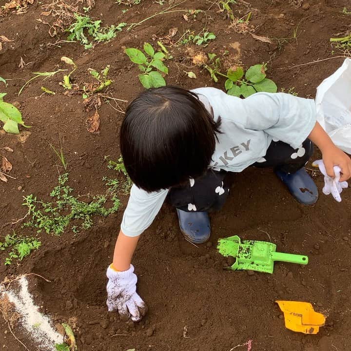 イズミカワソラのインスタグラム：「今日は児童館の時のお友達と芋掘り。 ・ ・ 生後7ヶ月くらいからずっと一緒で、児童館終わっても、それぞれ違う幼稚園に行ってても、時々会って遊べる貴重なお友達！ありがたやーー♪ ・ ・ おかげさまで、芋大量です！ (^_^;)」