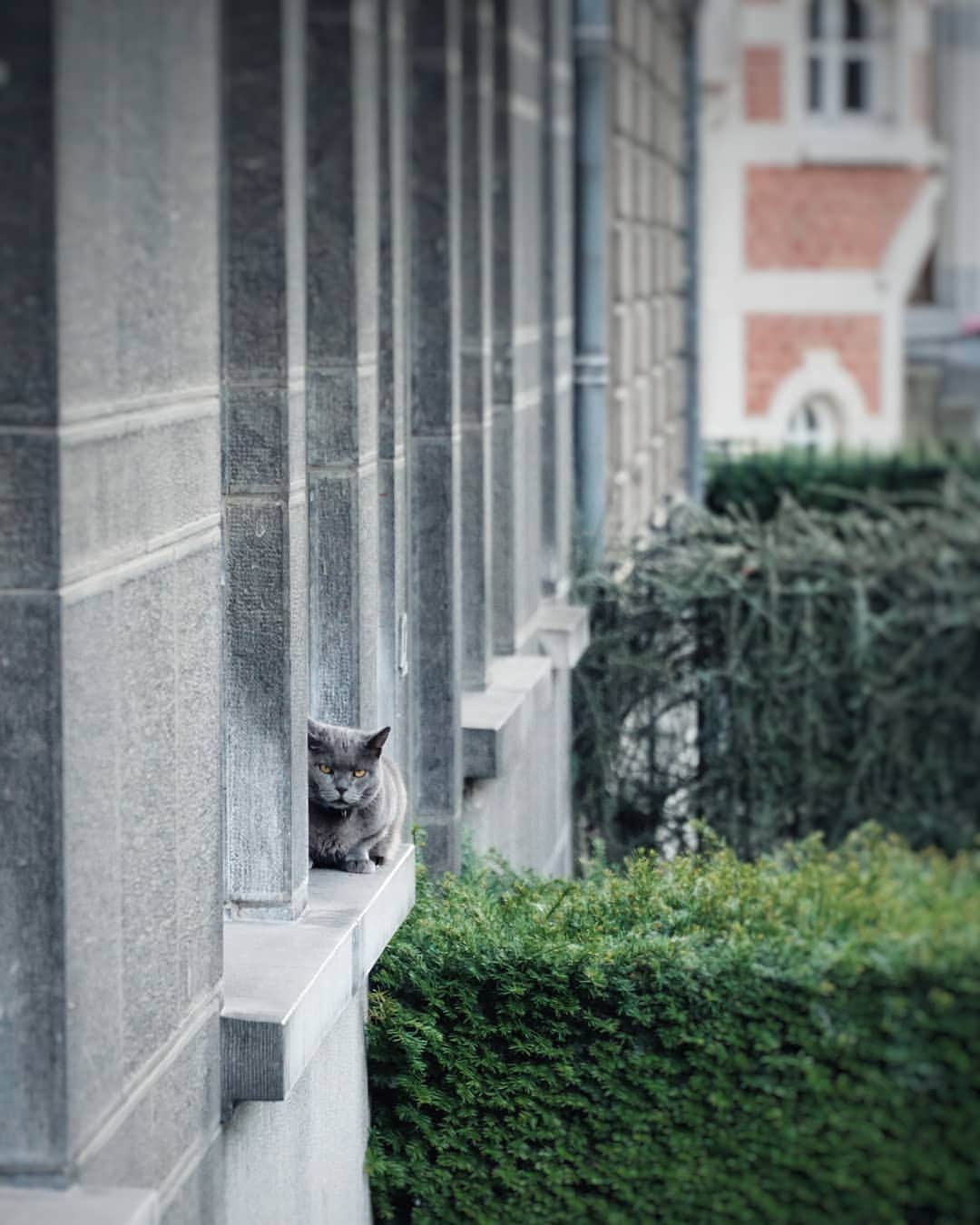 マシュー・ダダリオさんのインスタグラム写真 - (マシュー・ダダリオInstagram)「Belgian cat.」6月22日 22時30分 - matthewdaddario